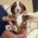 Logan-male-cavapoo-puppy-for-sale- (1)