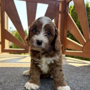 Logan Cavapoo Logan Cavapoo