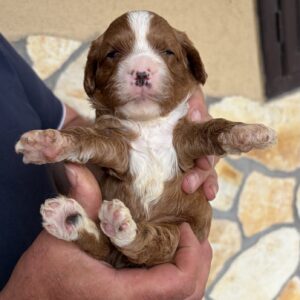 Logan Cavapoo Logan Cavapoo