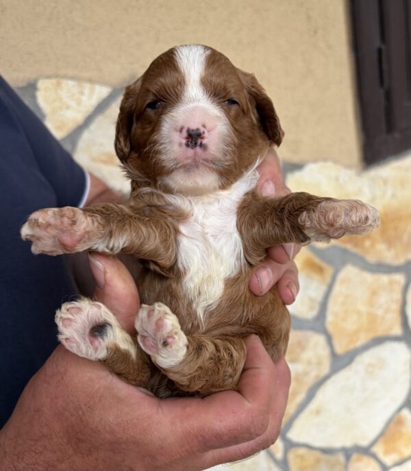 Logan Cavapoo Logan Cavapoo