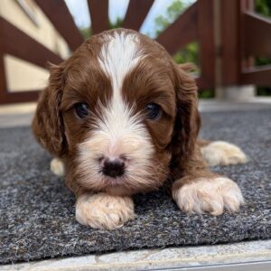 Logan Cavapoo Logan Cavapoo