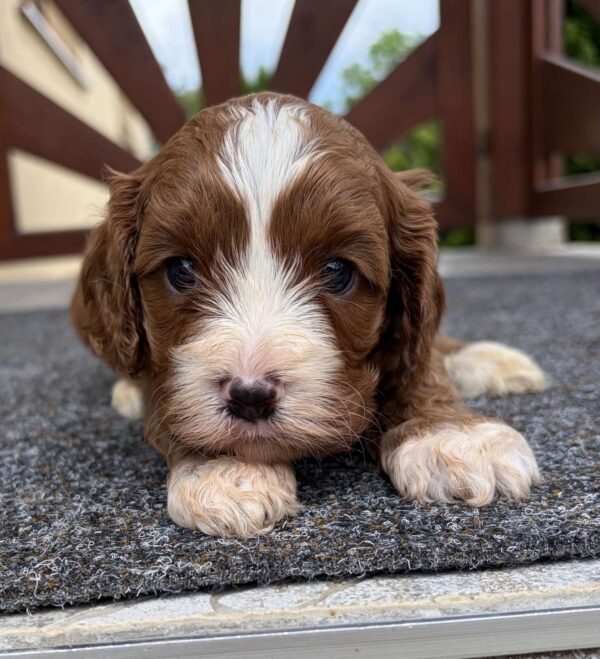 Logan Cavapoo Logan Cavapoo