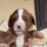 Logan-male-cavapoo-puppy-for-sale- (2)