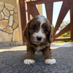Logan Cavapoo Logan Cavapoo