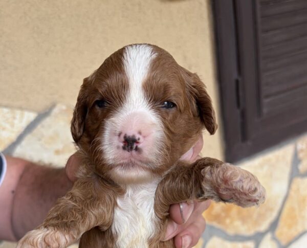 Logan Cavapoo Logan Cavapoo