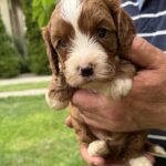 Logan-male-cavapoo-puppy-for-sale- (3)