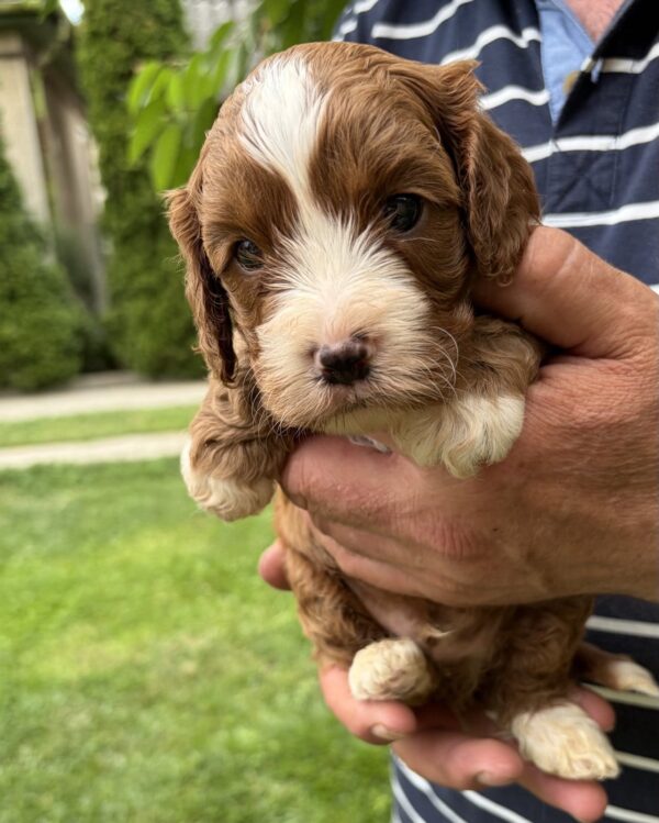 Logan Cavapoo Logan Cavapoo