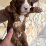 Logan-male-cavapoo-puppy-for-sale- (3)