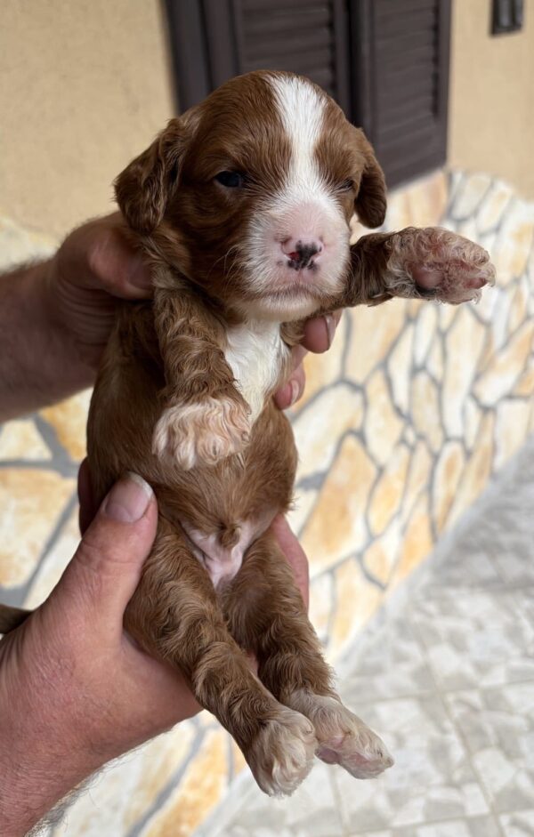 Logan Cavapoo Logan Cavapoo
