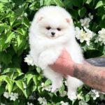 Loir-male-Pomeranian-puppy-for-sale-1