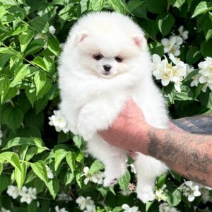 Loir Pomeranian Loir Pomeranian