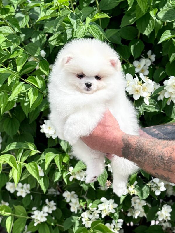 Loir Pomeranian Loir Pomeranian