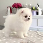 Loir-male-Pomeranian-puppy-for-sale-2