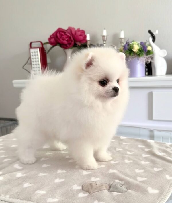 Loir Pomeranian Loir Pomeranian