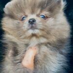 Lose-male-pomeranian-puppy-for-sale-1 (1)(1)
