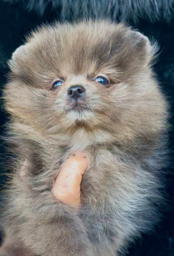 Lose Pomeranian Lose Pomeranian