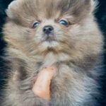 Lose-male-pomeranian-puppy-for-sale-1 (2)(1)