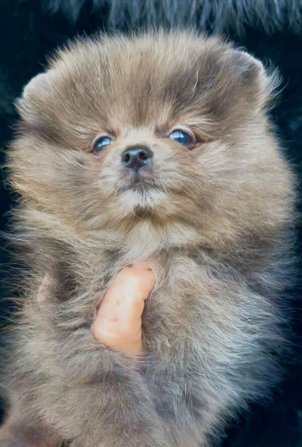 Lose Pomeranian Lose Pomeranian