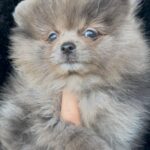 Lose-male-pomeranian-puppy-for-sale-1 (3)(1)