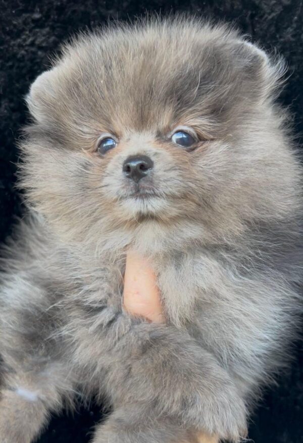 Lose Pomeranian Lose Pomeranian