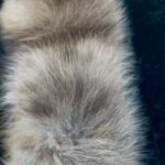 Lose-male-pomeranian-puppy-for-sale-1 (4)(1)