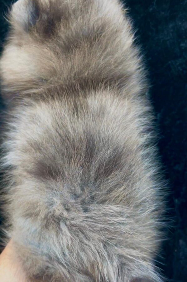 Lose Pomeranian Lose Pomeranian