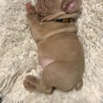 Luca-male-French-bulldog-puppy-for-sale-1