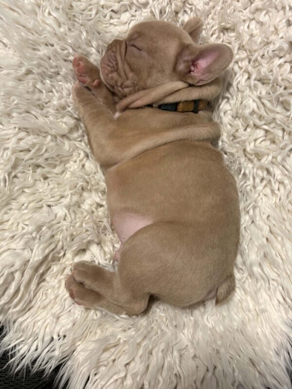 Luca French Bulldog Luca French Bulldog