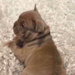 Luca-male-French-bulldog-puppy-for-sale-2