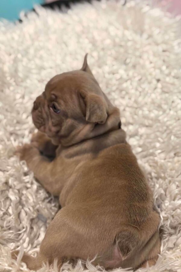 Luca French Bulldog Luca French Bulldog