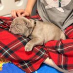 Luca-male-French-bulldog-puppy-for-sale-3
