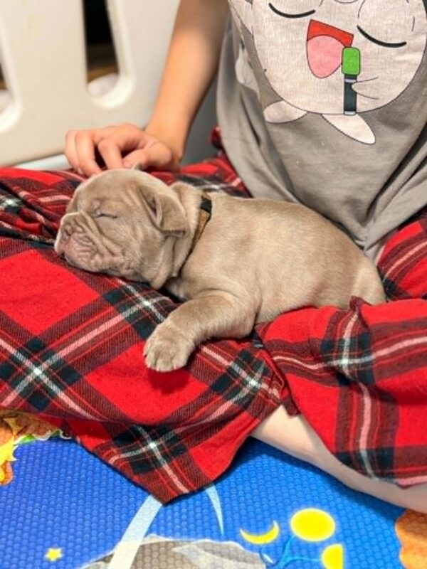 Luca French Bulldog Luca French Bulldog