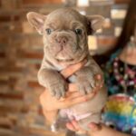 Luca-male-French-bulldog-puppy-for-sale-4