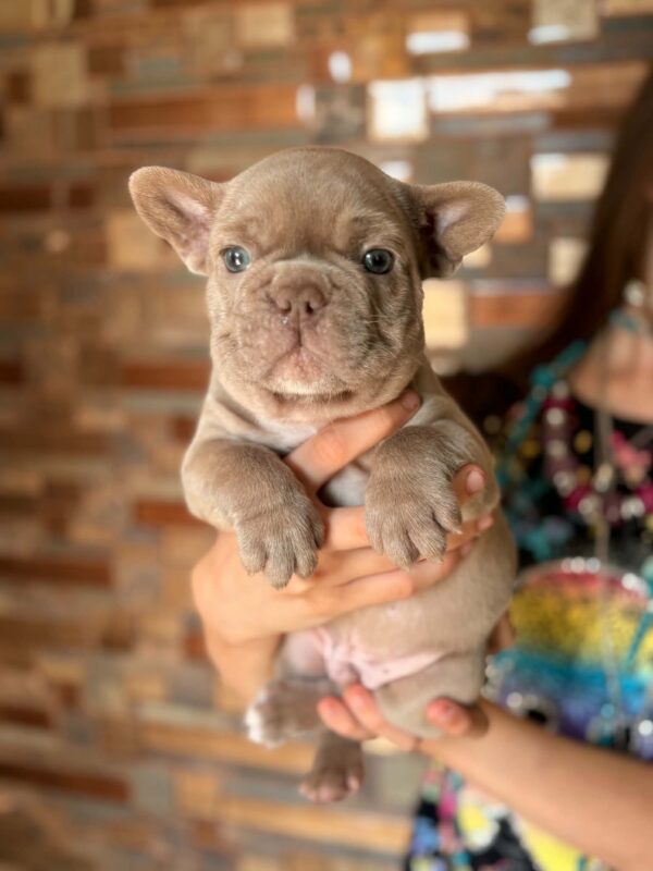 Luca French Bulldog Luca French Bulldog