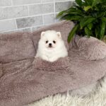Lucas-male-Pomeranian-puppy-for-sale-1