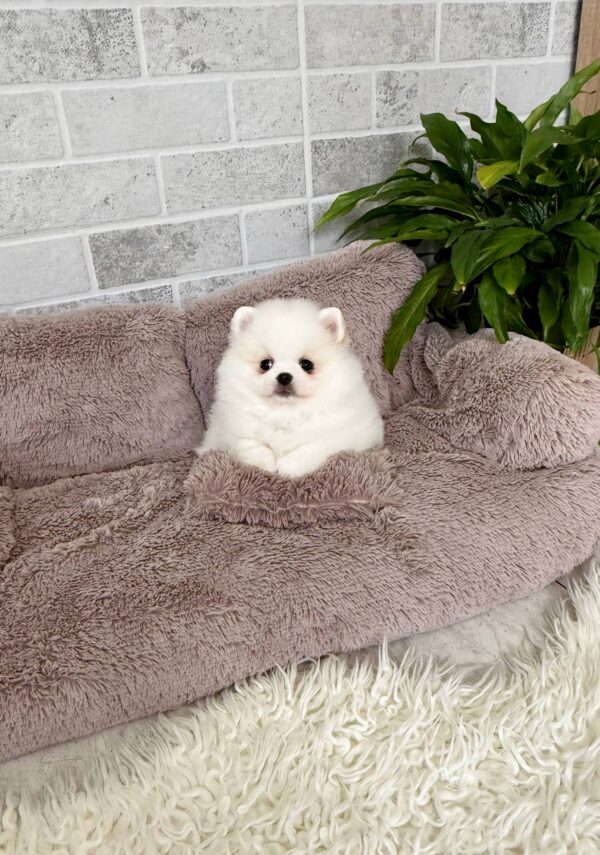 Lucas Pomeranian Lucas Pomeranian