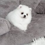 Lucas-male-Pomeranian-puppy-for-sale-2