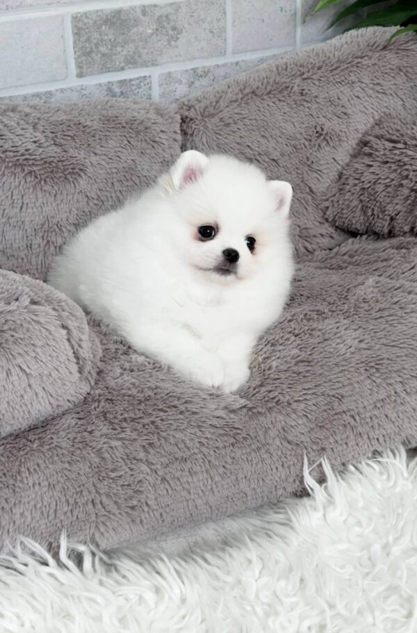 Lucas Pomeranian Lucas Pomeranian