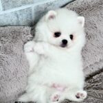 Lucas-male-Pomeranian-puppy-for-sale-3