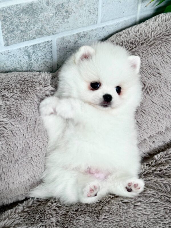 Lucas Pomeranian Lucas Pomeranian