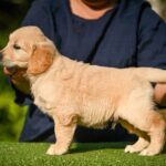 Lucas-male-Retriever-puppy-for-sale-1