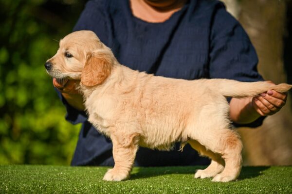 Lucas Golden Retriever Lucas Golden Retriever