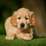 Lucas-male-Retriever-puppy-for-sale-2