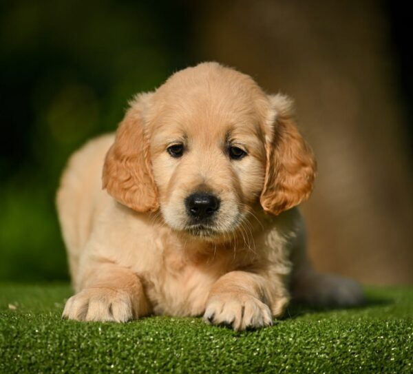 Lucas Golden Retriever Lucas Golden Retriever