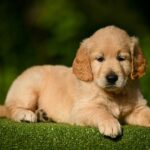 Lucas-male-Retriever-puppy-for-sale-3