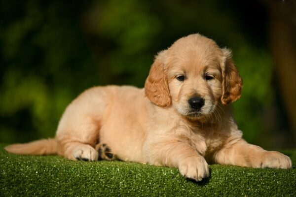 Lucas Golden Retriever Lucas Golden Retriever