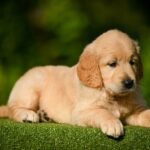 Lucas-male-Retriever-puppy-for-sale-4