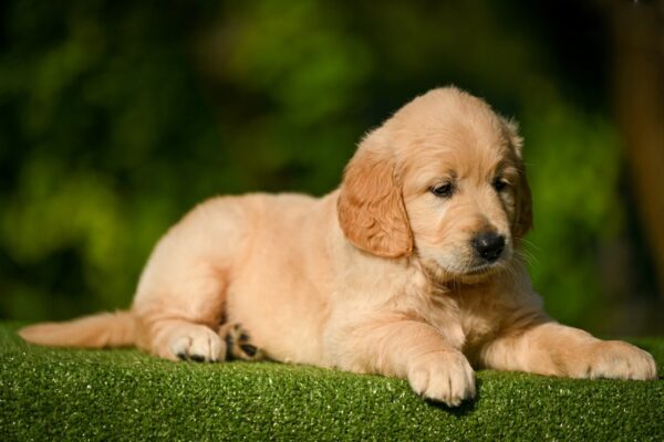 Lucas Golden Retriever Lucas Golden Retriever
