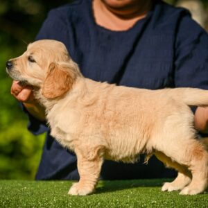 Lucas Golden Retriever Lucas Golden Retriever