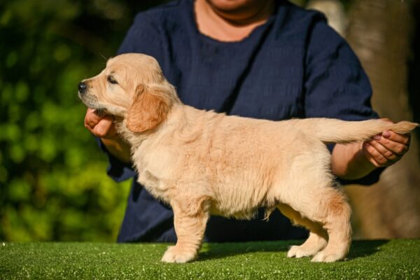 Lucas Golden Retriever Lucas Golden Retriever